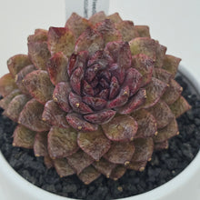 Echeveria Pine Needles