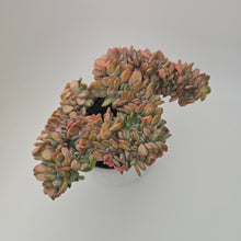 Echeveria Agate Cristata