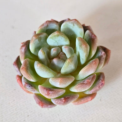 Echeveria Xuehou
