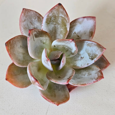 Echeveria White Lotus