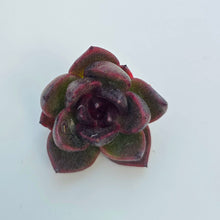 Echeveria Black Goku