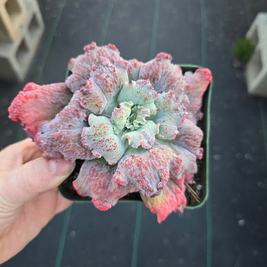 Echeveria 