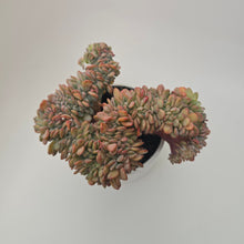 Echeveria Agate Cristata