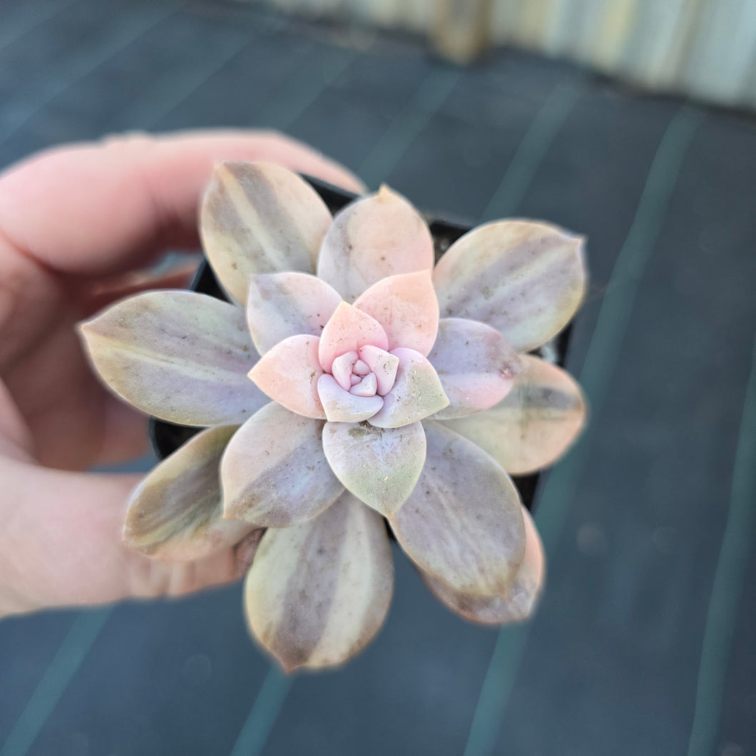 Graptopetalum 'Pentandrum Superbum' Variegated