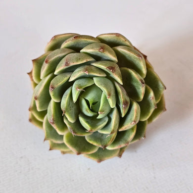 Echeveria Ben Badis