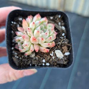 Echeveria Yu Guo