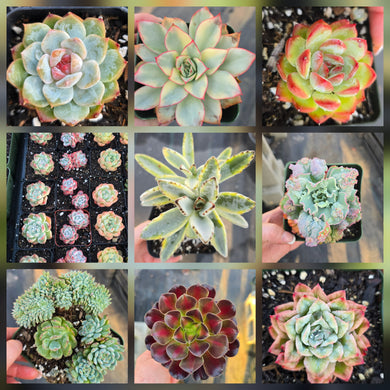 Surprise Import Box Echeveria and more