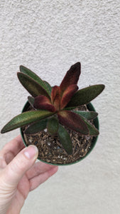 Kalanchoe tomentosa 'cinnamon'