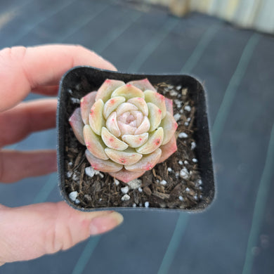 Echeveria Pure Love