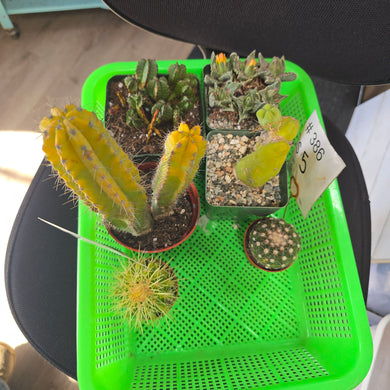 CUSTOM ORDER lizzieorr79 Instagram Live Sale