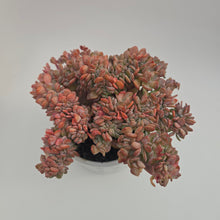 Echeveria Agate Cristata