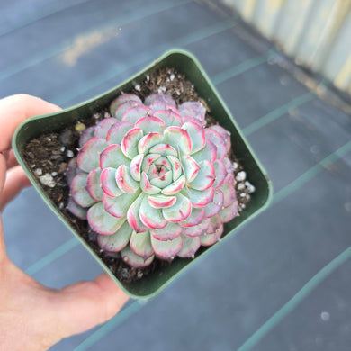 Echeveria Marcel