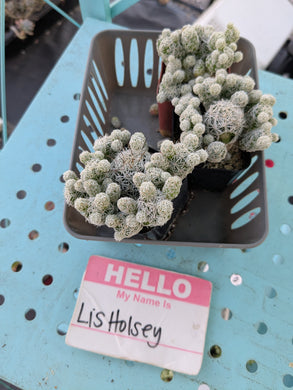 CUSTOM ORDER lisholsey Instagram Live Sale
