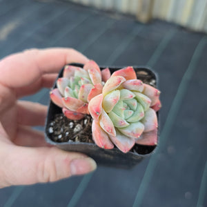 Echeveria Suzaku