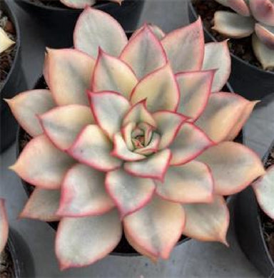 Echeveria Moon Goddess variegated THANKFUL