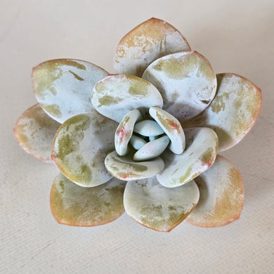 Echeveria Laui