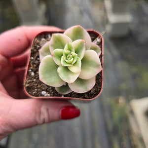Echeveria Rolly 'White variegated' LOVEIMPORTS