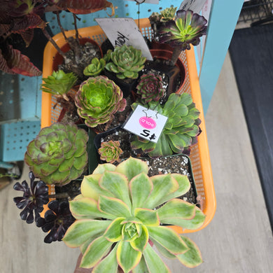 CUSTOM ORDER Judysybr Instagram Live Sale