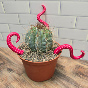 Set of 3 octopus 🐙 arms planter décor