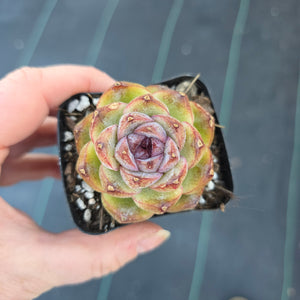 Echeveria Zijin