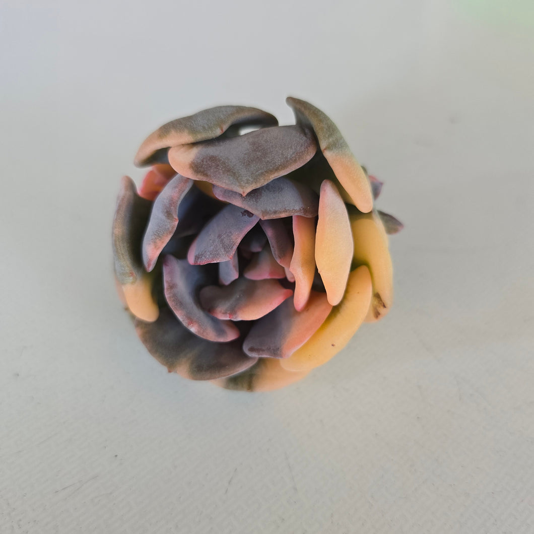 Echeveria Exotic