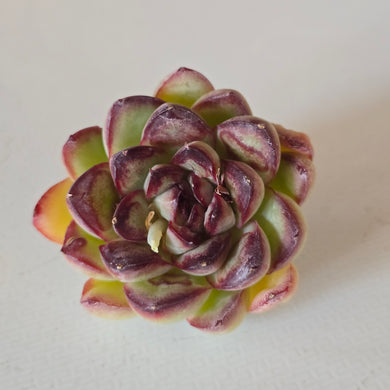 Echeveria LingZhu