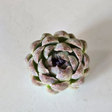 Echeveria Purple Rice