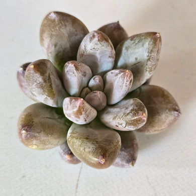 Echeveria Tolimanensis Matuda