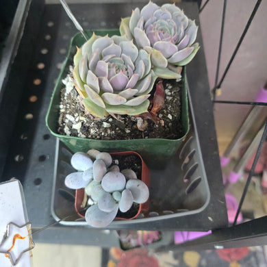 CUSTOM ORDER piixiieduzt Instagram Live Sale