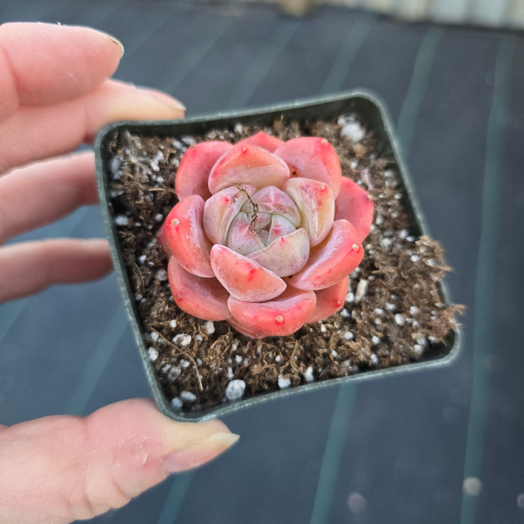 Echeveria Dream