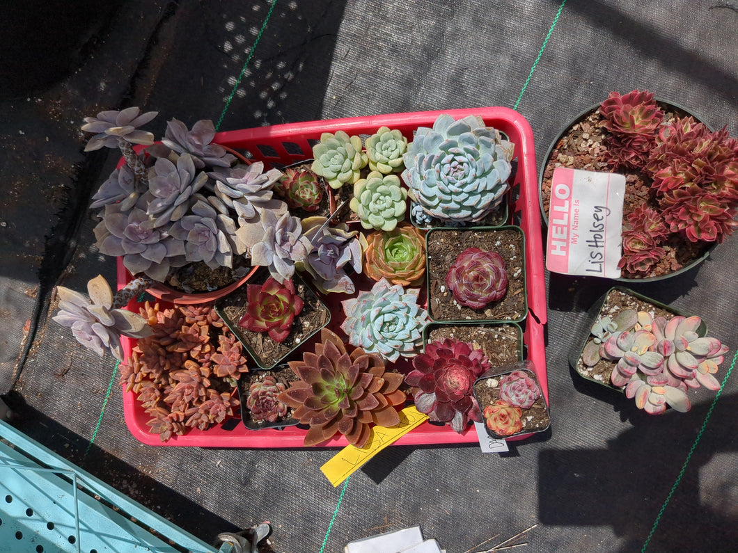 CUSTOM ORDER lisholsey Instagram Live Sale