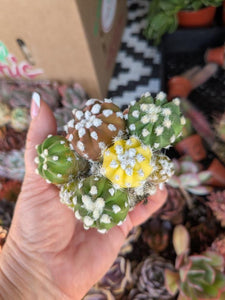 CUSTOM ORDER Lmgleason123 Instagram Live Sale