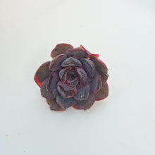 Echeveria Black Pecan