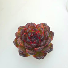 Echeveria Icelandic Coffee