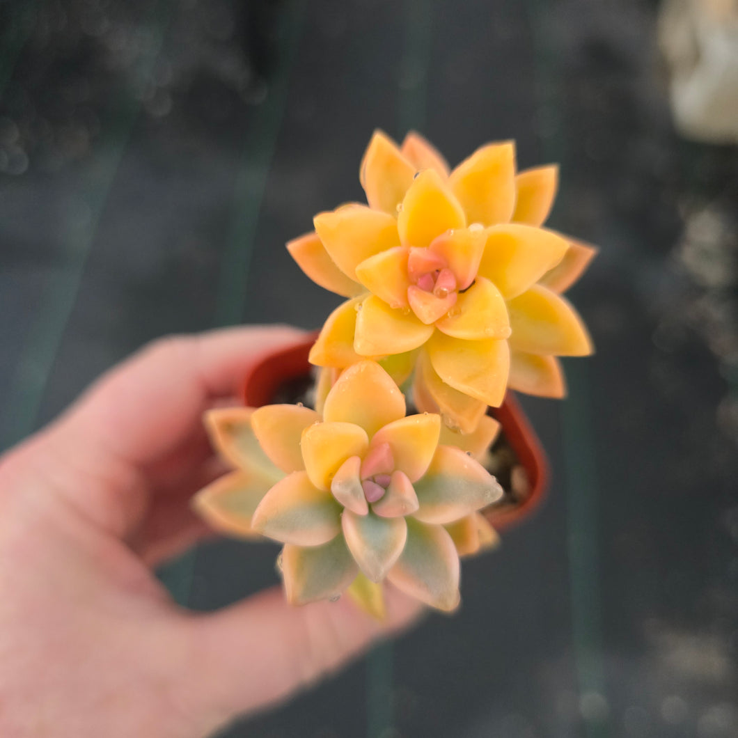 CYBERSUCCULENT graptoveria Jester 2