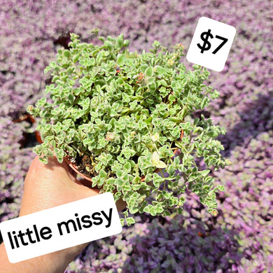 Sedum little Missy 24AUG