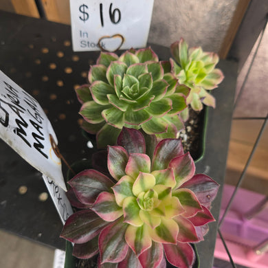 CUSTOM ORDER La.mariamagli Instagram Live Sale