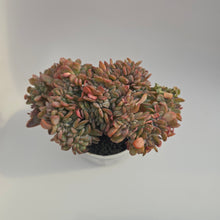 Echeveria Agate Cristata