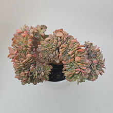 Echeveria Agate Cristata