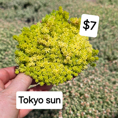 Sedum Tokyo Sun 24AUG