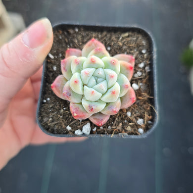 Echeveria RuMengLing