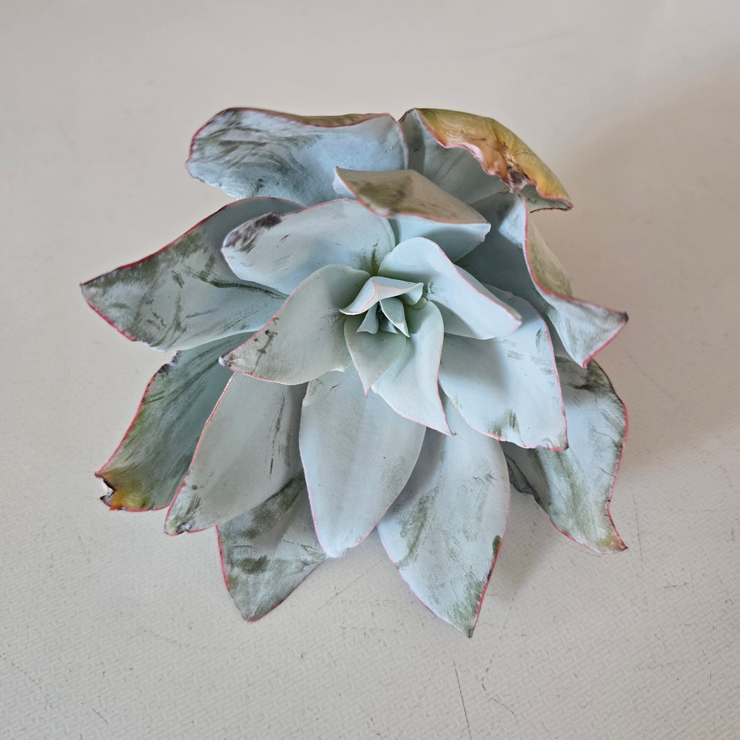 Echeveria Cante