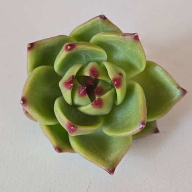 Echeveria Blue Dragon