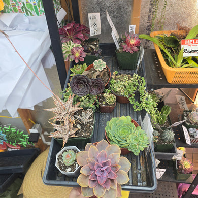 CUSTOM ORDER 5badsenjis Instagram Live Sale