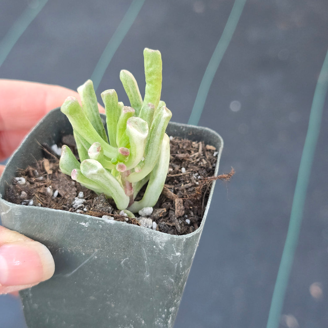 Crassula Obliqua Gollum variegated