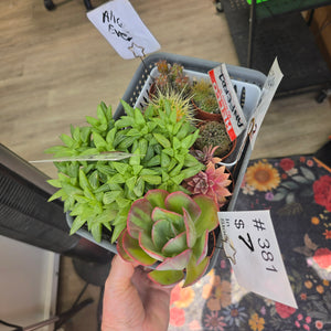 CUSTOM ORDER anferd1 Instagram Live Sale