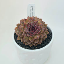 Echeveria Pine Needles