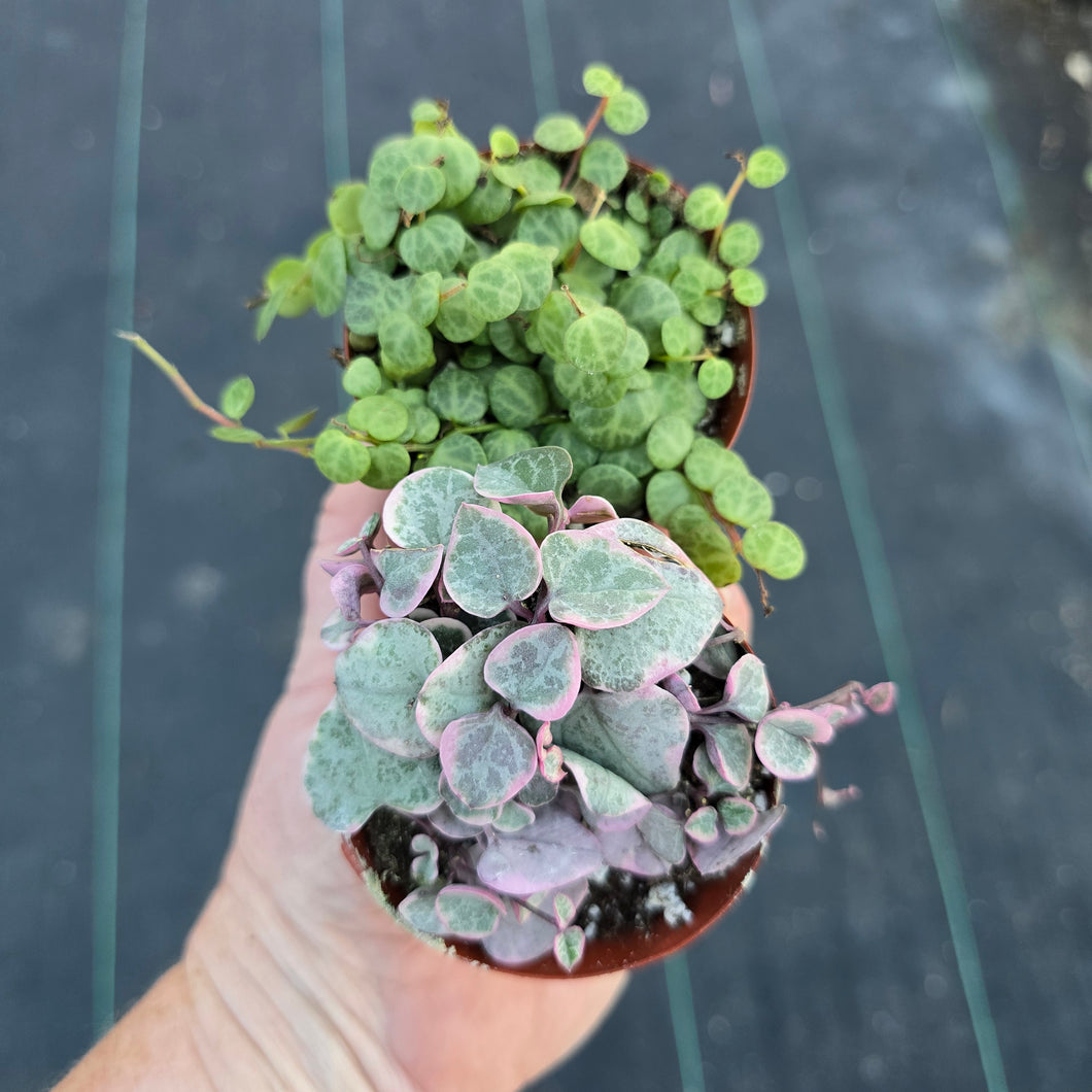 Peperomia prostrata string of turtles and ceropegia woodii vareigata string of hearts variegated