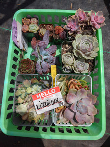 CUSTOM ORDER LIZZIEORR79 Instagram Live Sale