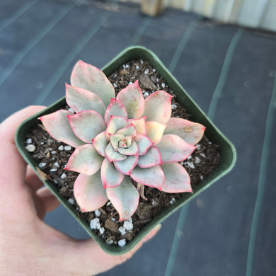 Echeveria Moon Goddess (AKA Gadnis) variegated